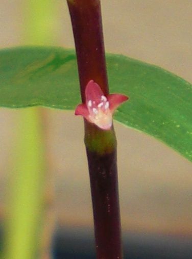 謎の植物の名前が判明