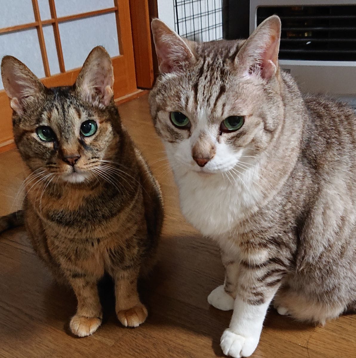 今日は猫日記😸🐱