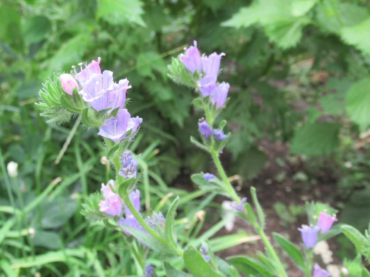 庭の花