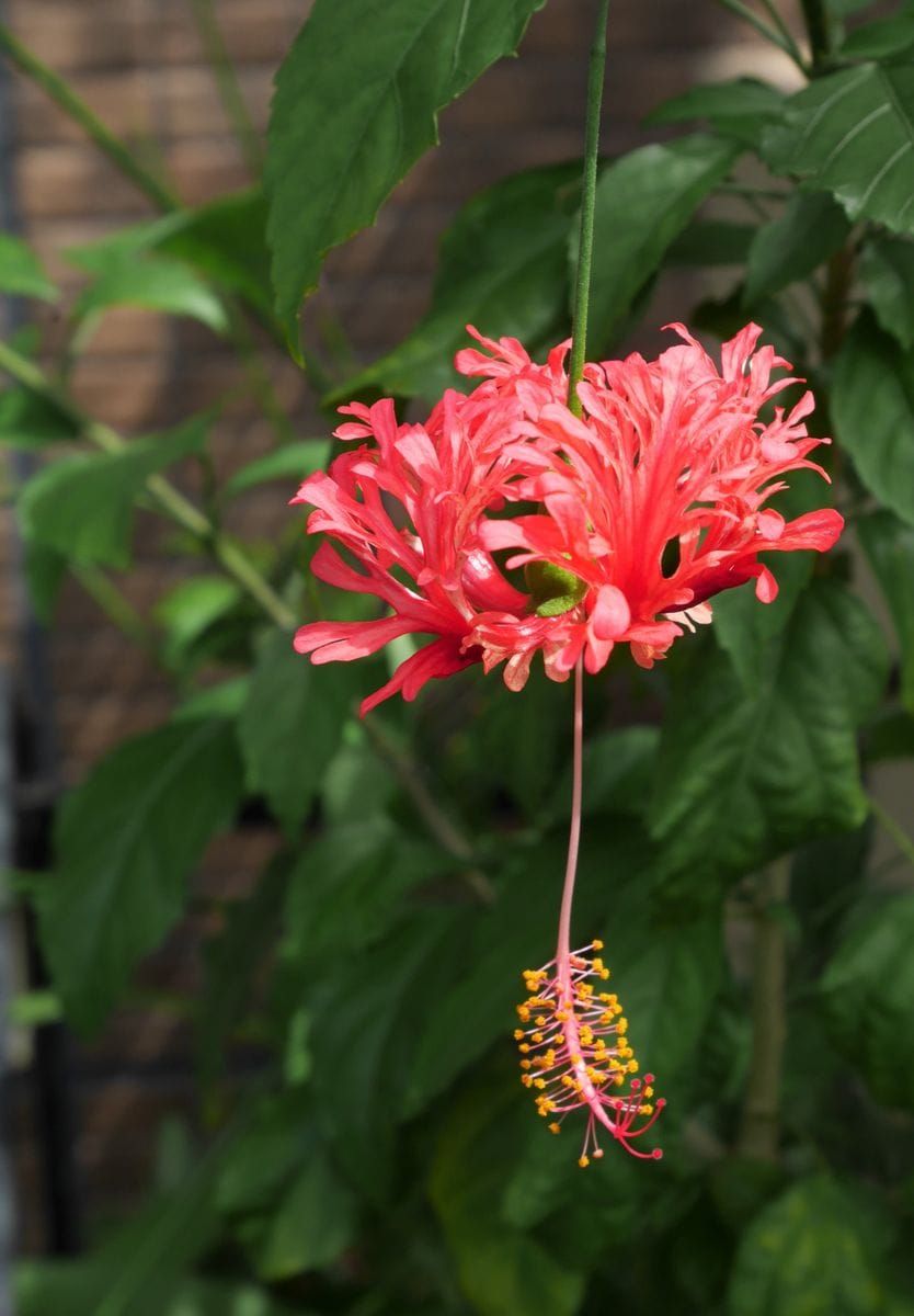 庭の花～フウリンブッソウゲなど