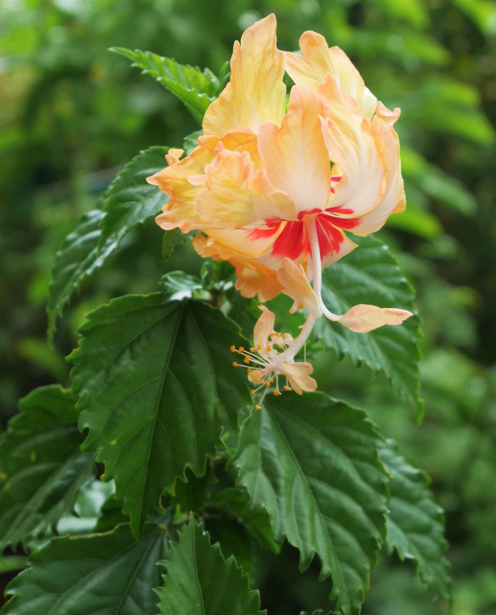 庭の花～フウリンブッソウゲなど