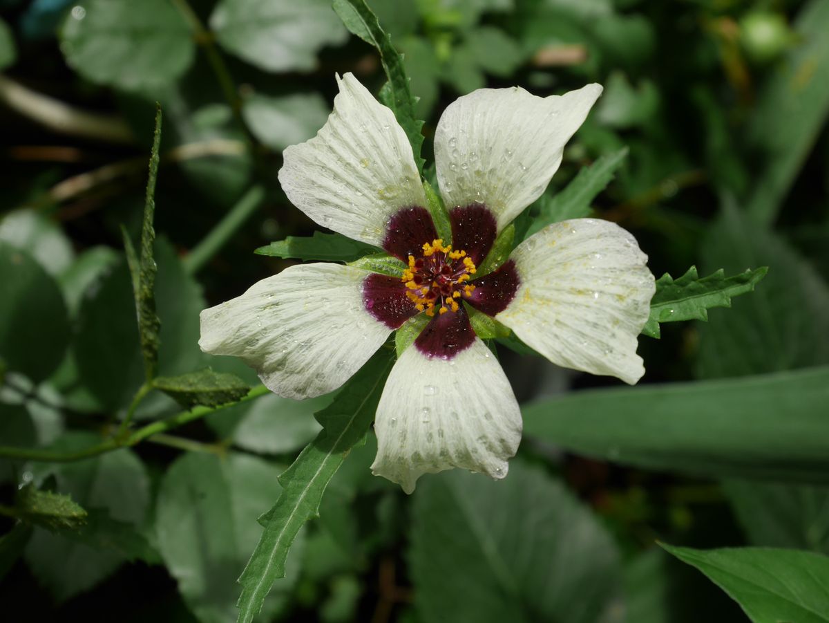 庭の花～フウリンブッソウゲなど