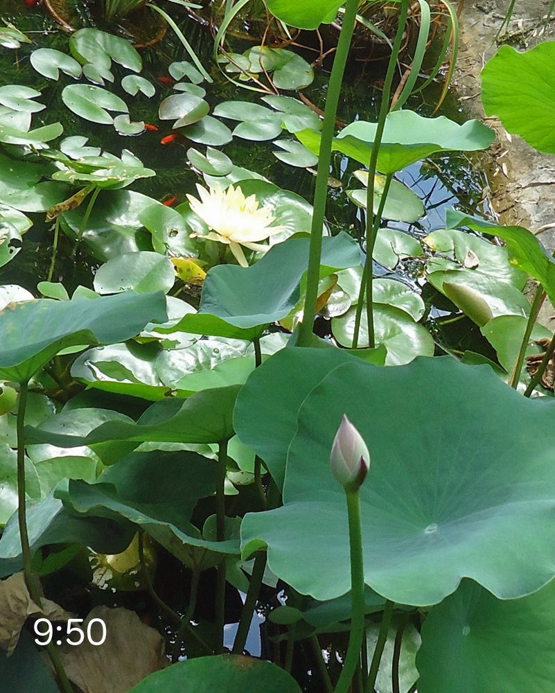 池の蓮に蕾が出た！