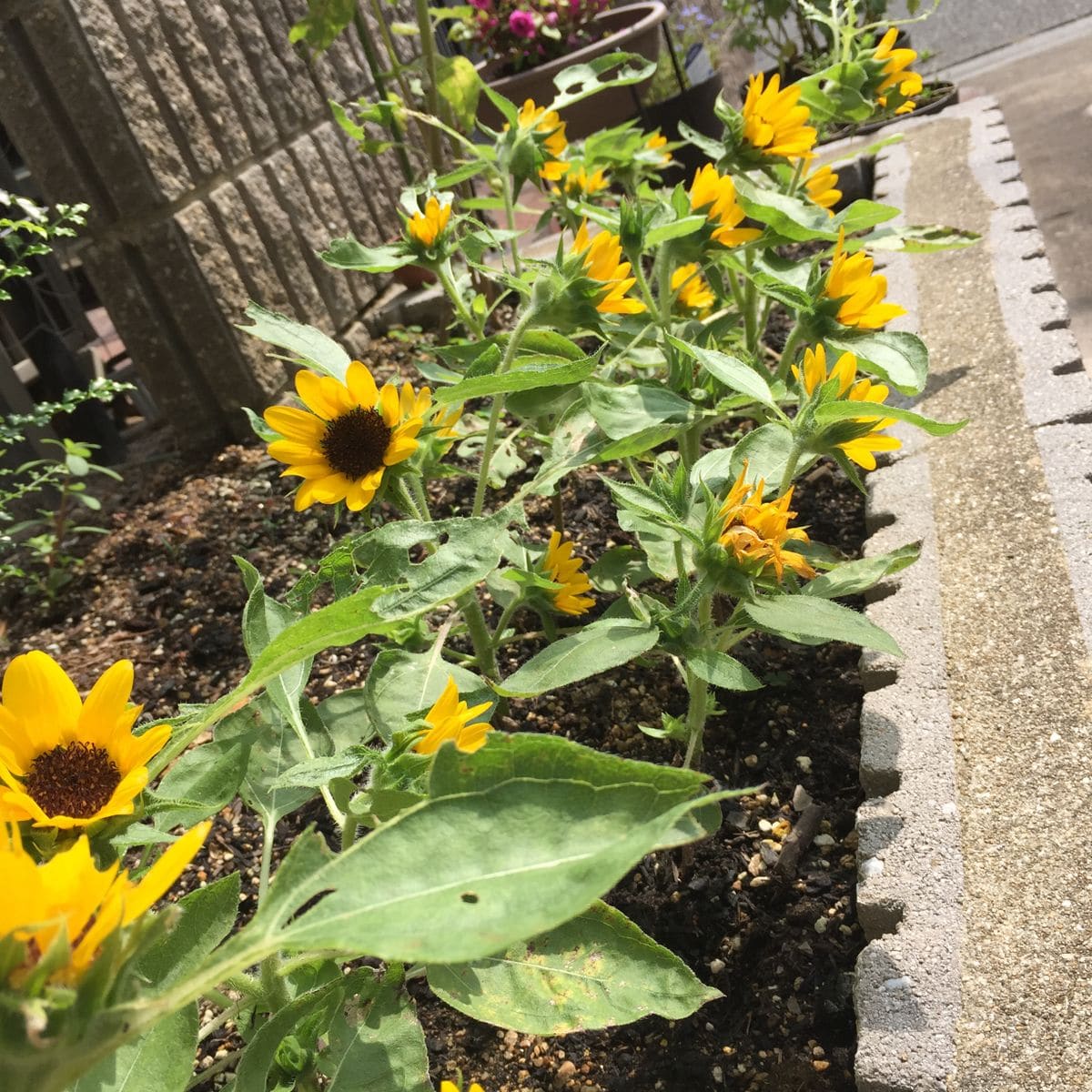 花壇の向日葵🌻