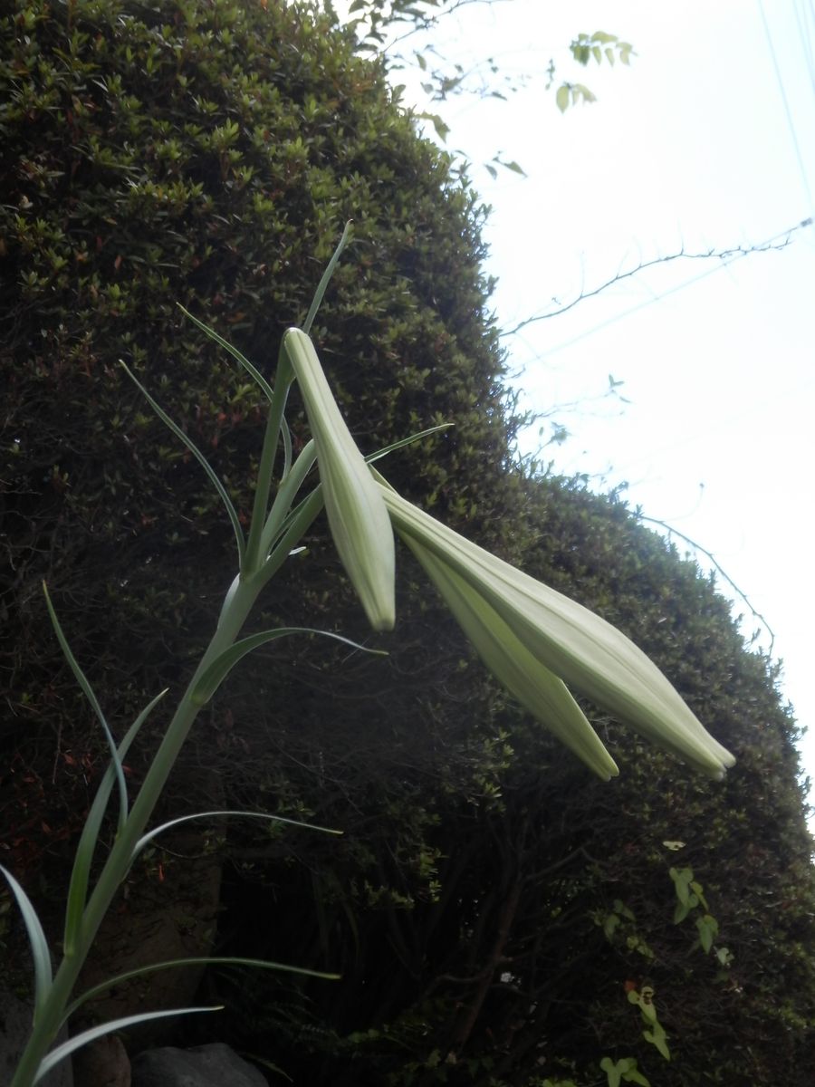 我が庭や周囲の植物たち💕