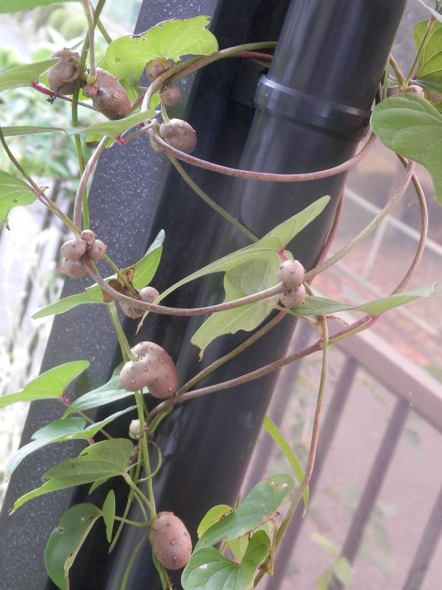 我が庭や周囲の植物たち💕