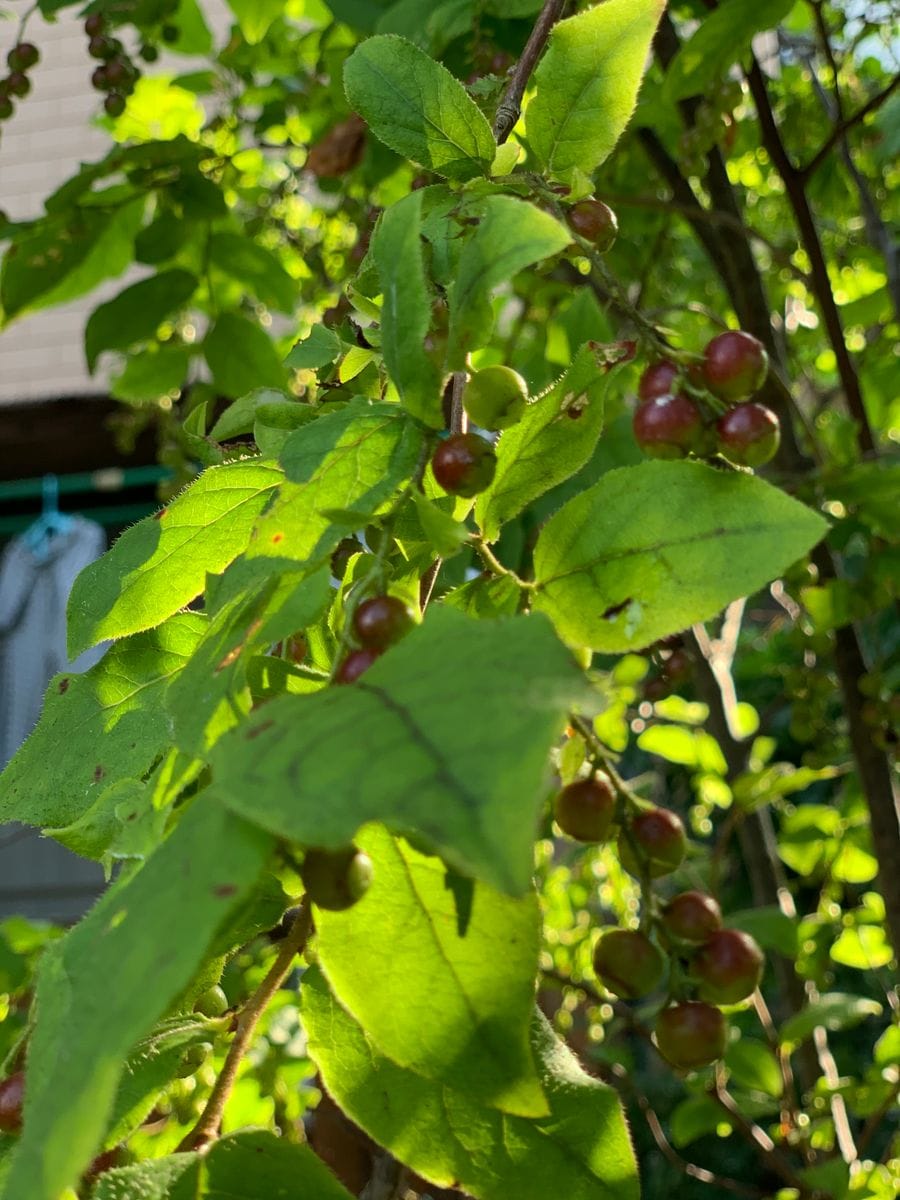 季節が変わって、青い実たち