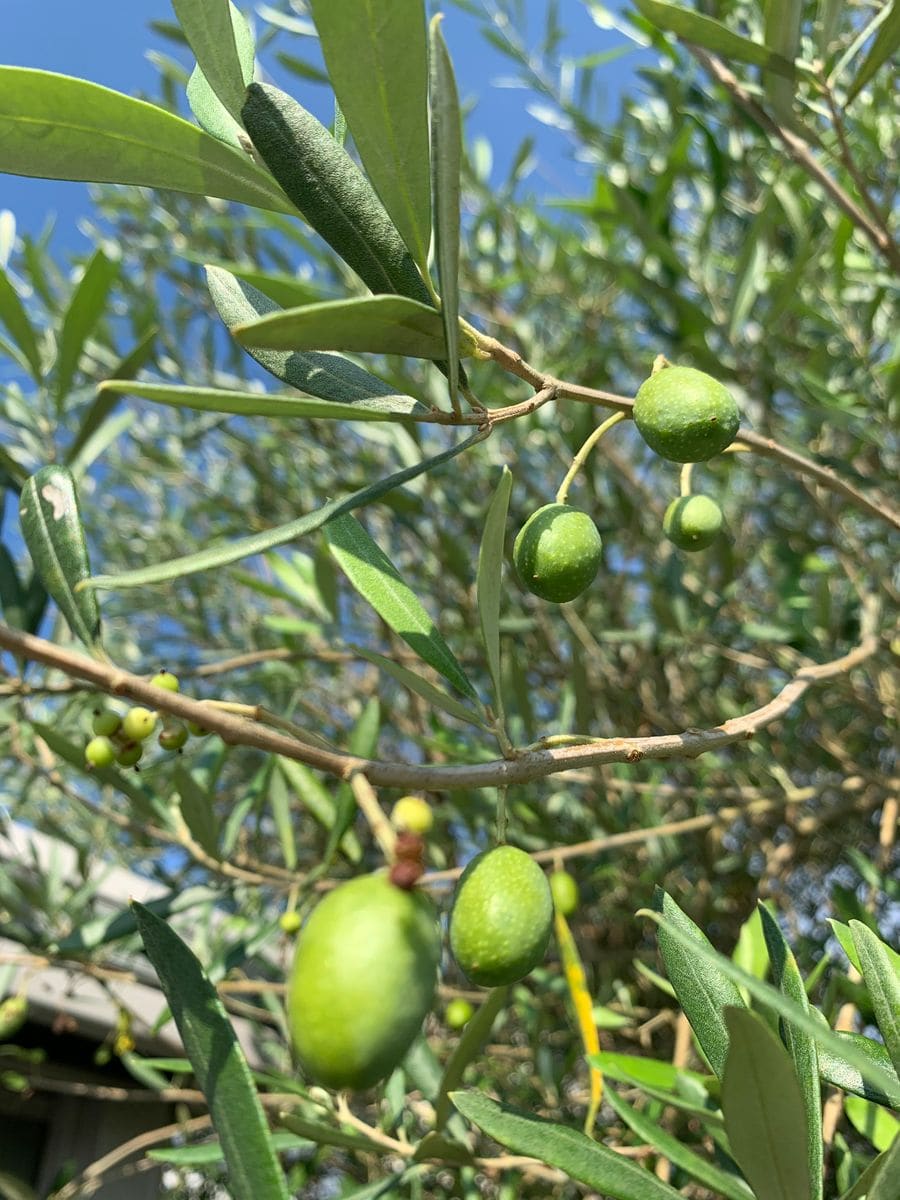 季節が変わって、青い実たち