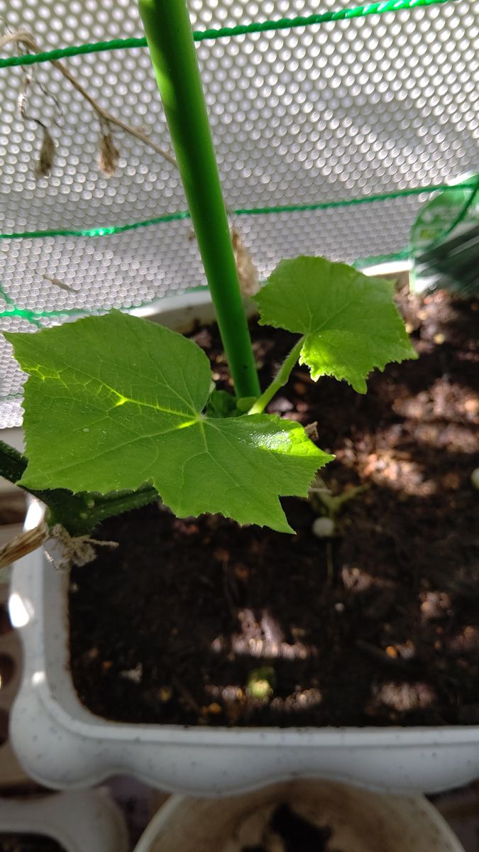 お野菜🍆🍅🥒さんたち💕