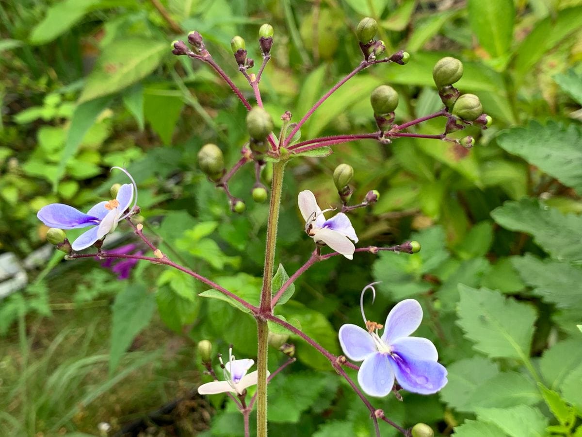 庭のお花達(^_-)-☆