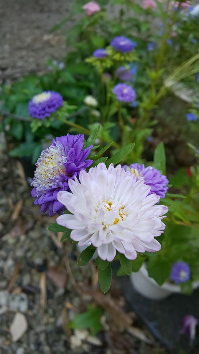 今朝の庭 ～ 8月13日