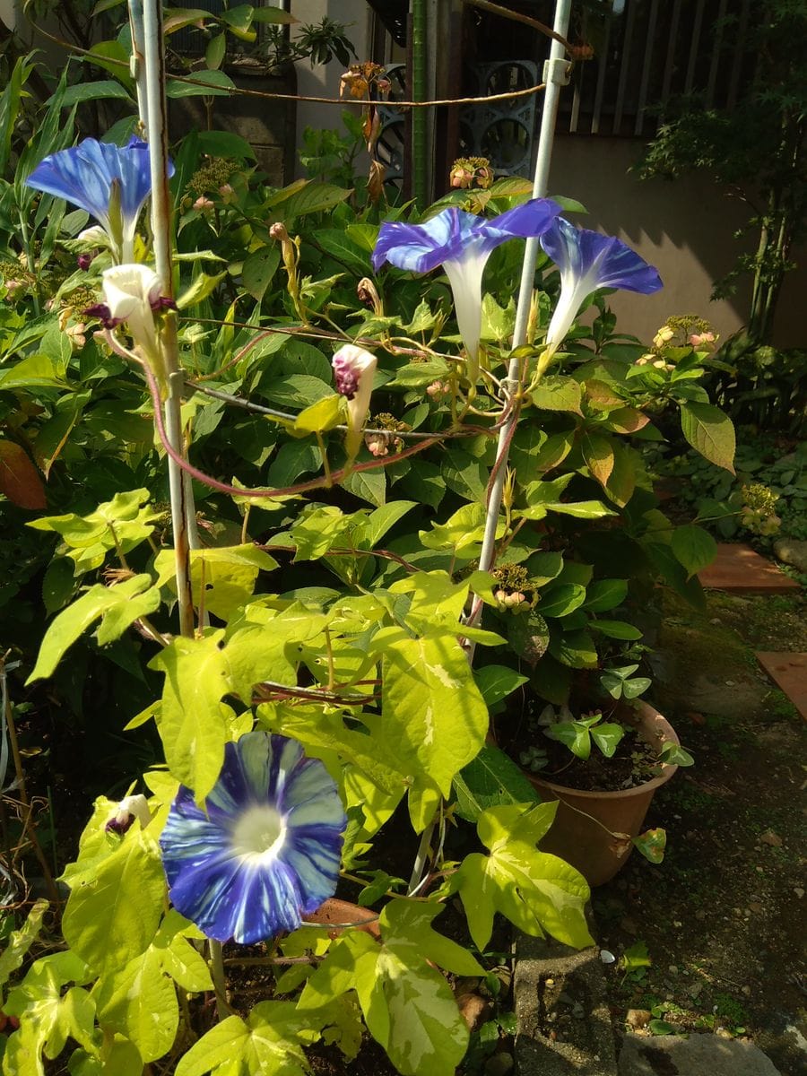 庭の花 9   朝顔  行燈仕立て