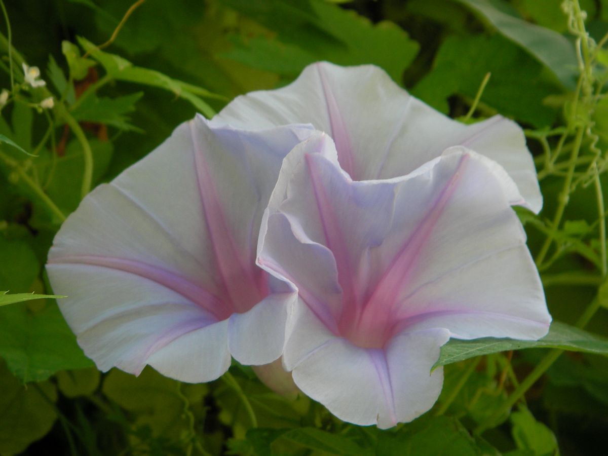 今日の花達