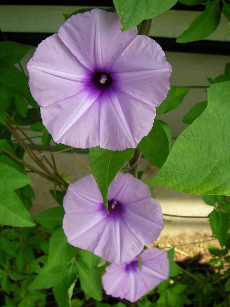 今日の花達