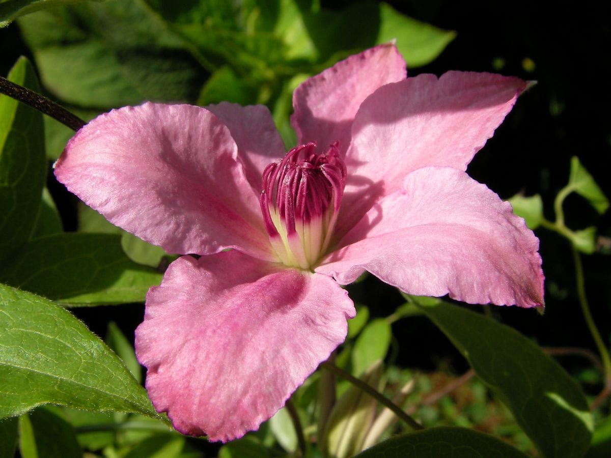 今日の花達