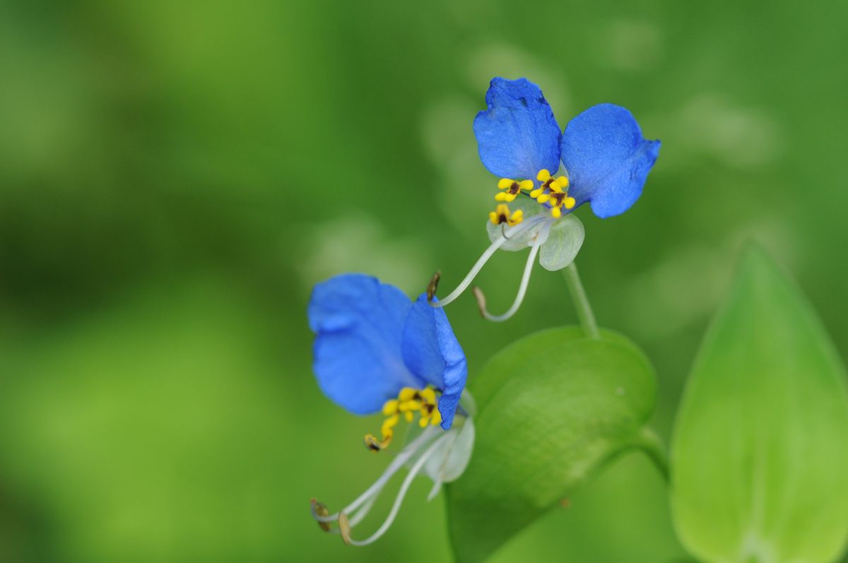 庭に咲く花-4