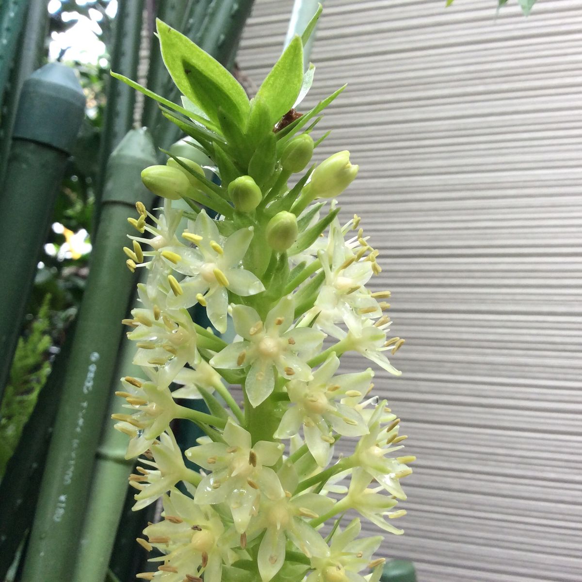 今日の花🎀   咲いたよう 挿木🌹