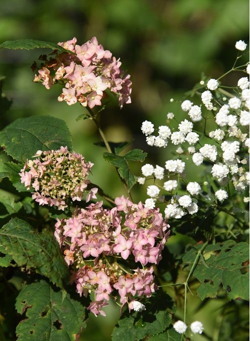 ピンクアナベルの二番花