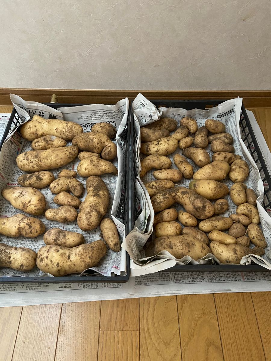 ジャガイモ🥔収穫^ ^