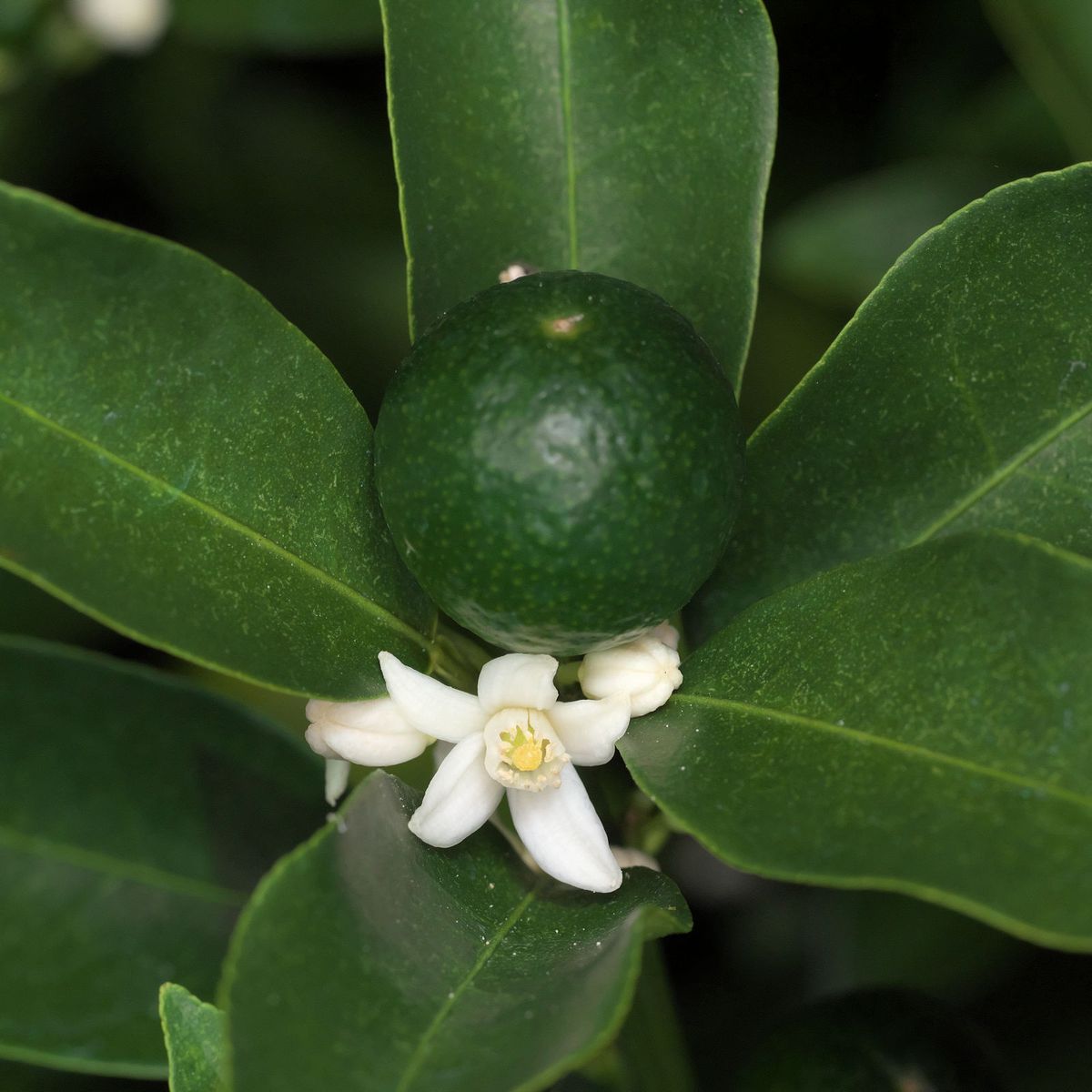 デラウエア・ピッコロいただき、金柑の花