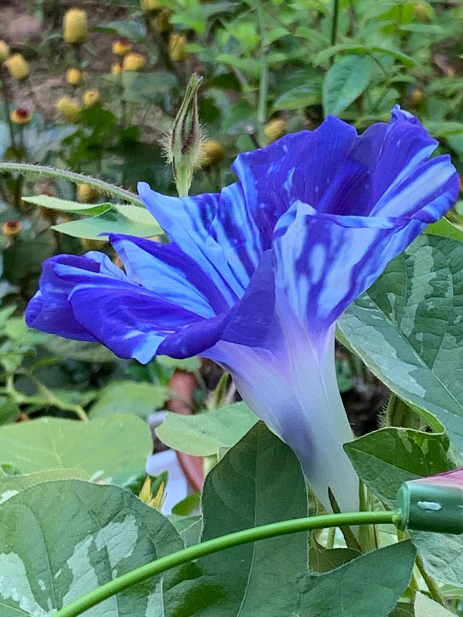 今日のお花たち