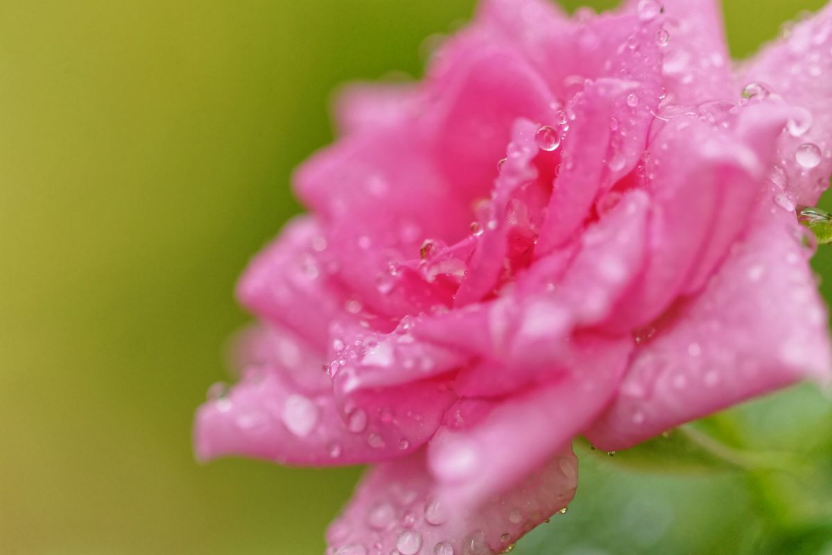 雨上がりに撮影