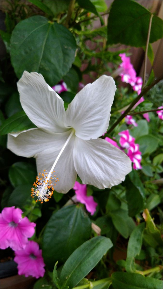 白花のハイビスカス