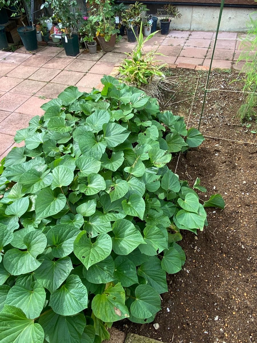 我が家の畑🍠の状況です！