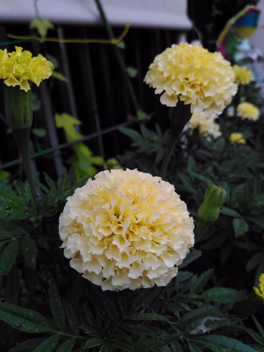 アフリカンマリーゴールド  バニラ💛開花中