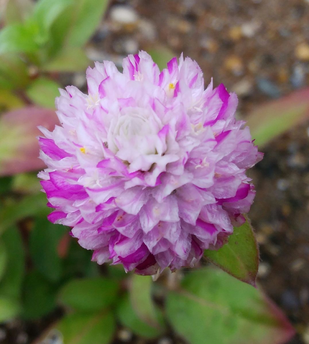 職場の花🌼