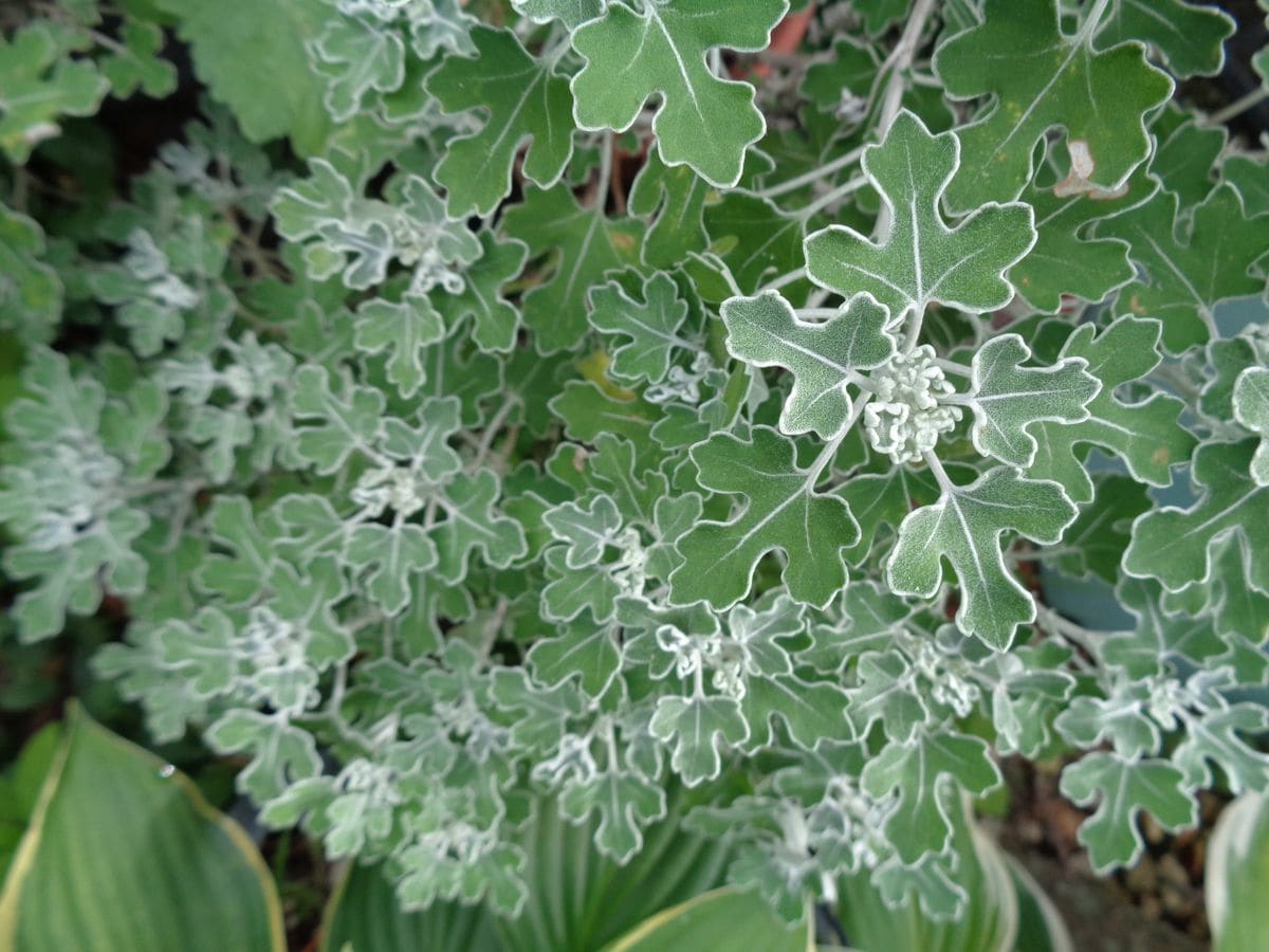 続・いろいろなお花たち