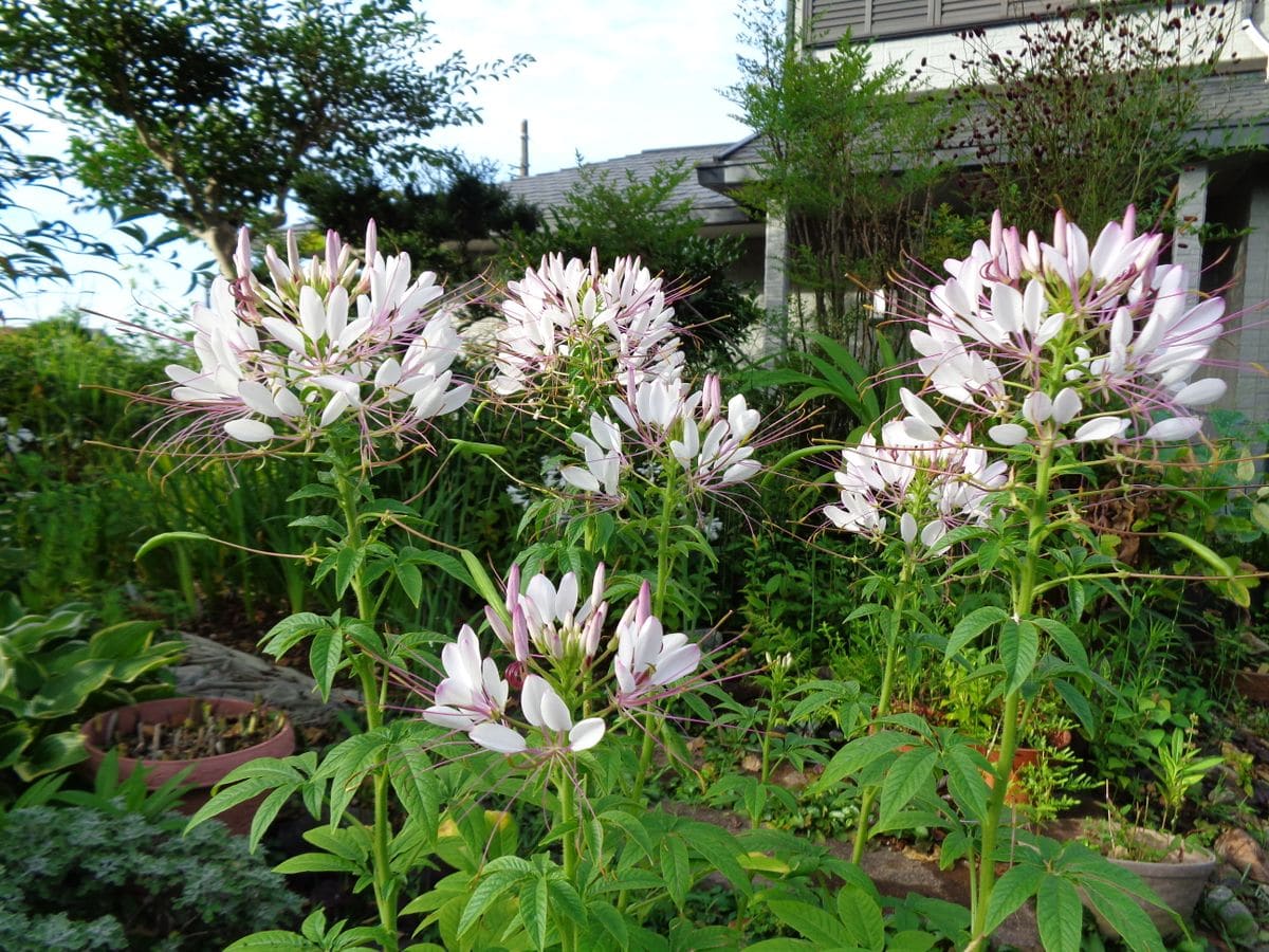 続・いろいろなお花たち