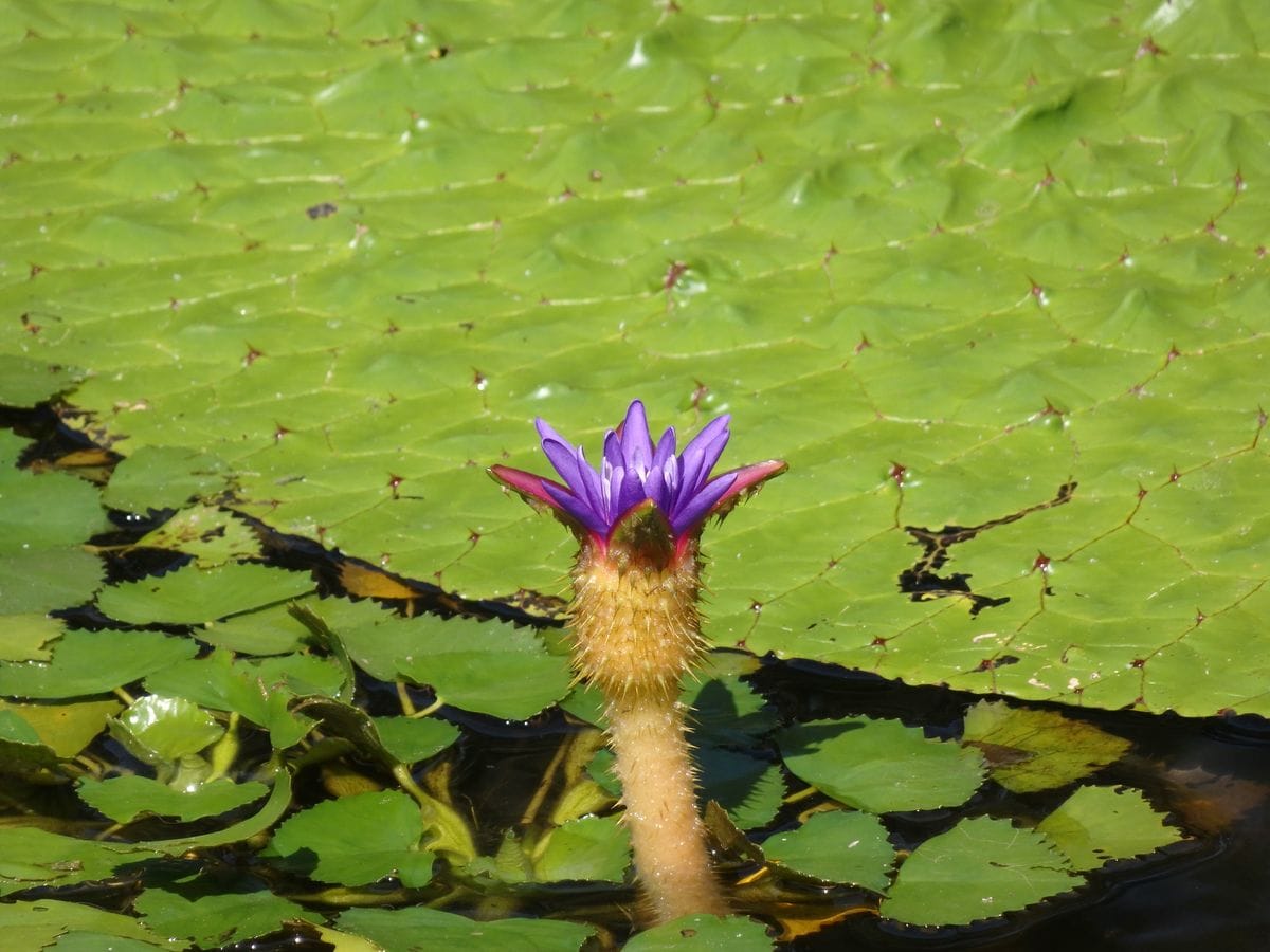 オニバスの花を見に早朝の森林公園に。(*^^*)