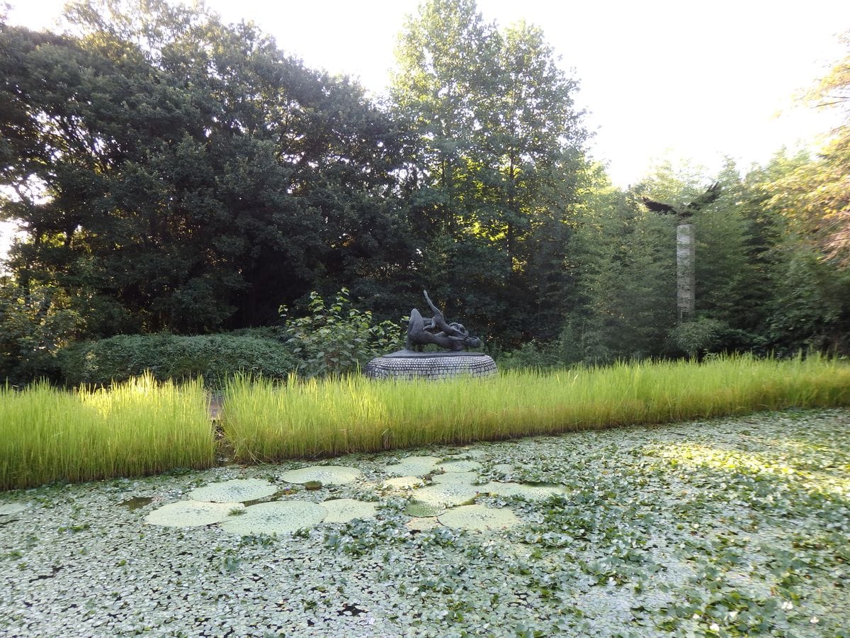 オニバスの花を見に早朝の森林公園に。(*^^*)