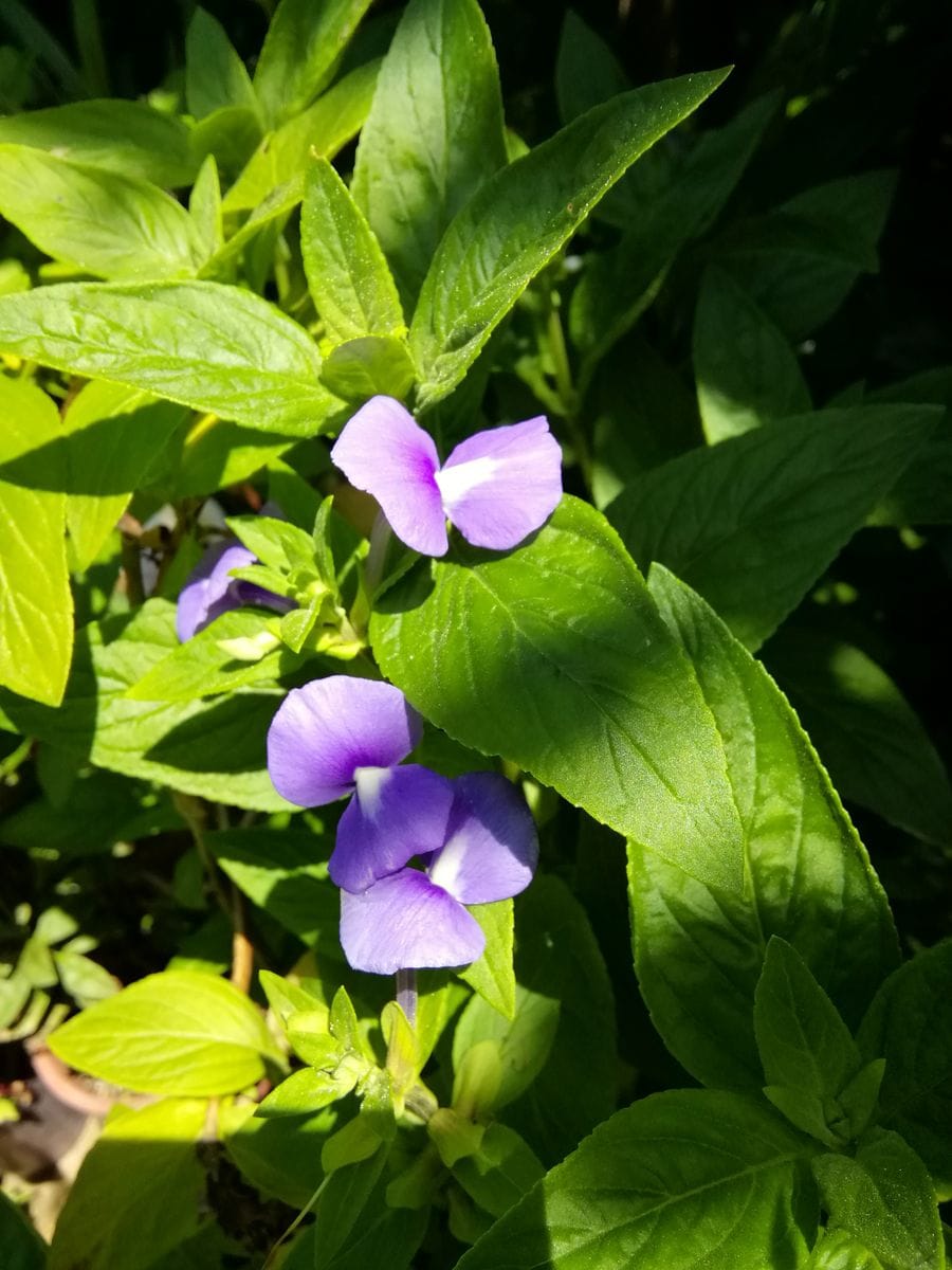 毎日の高温で　植物ぐったり