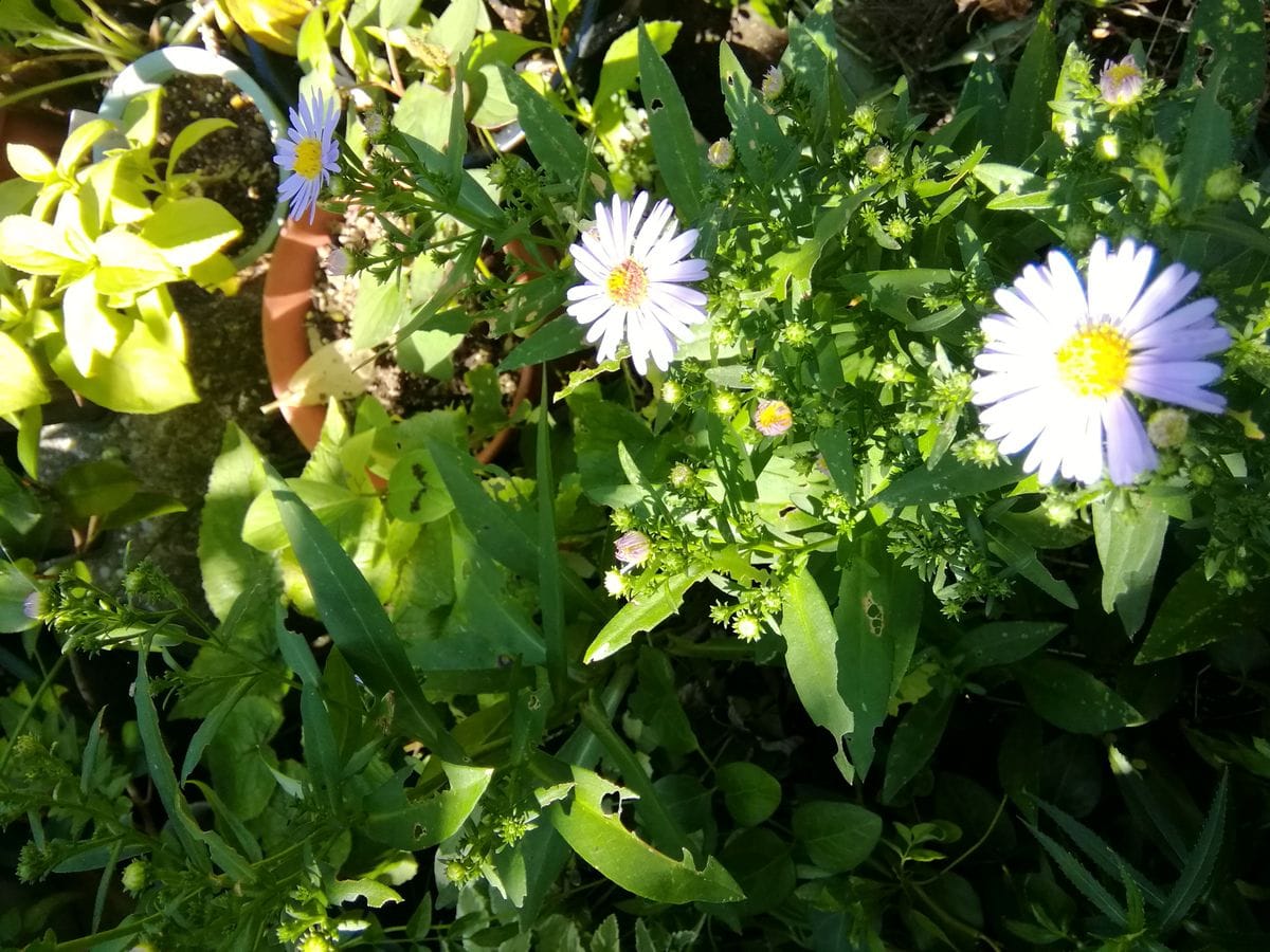 毎日の高温で　植物ぐったり