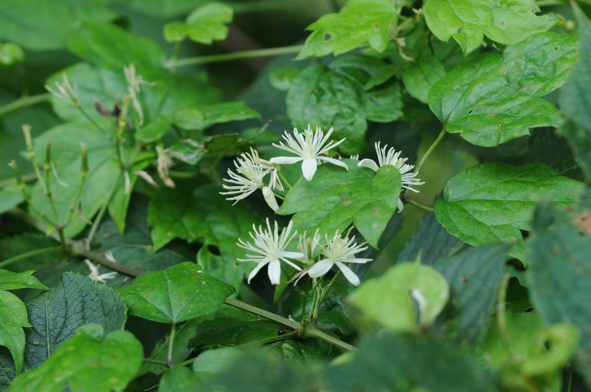 山麓の花散策