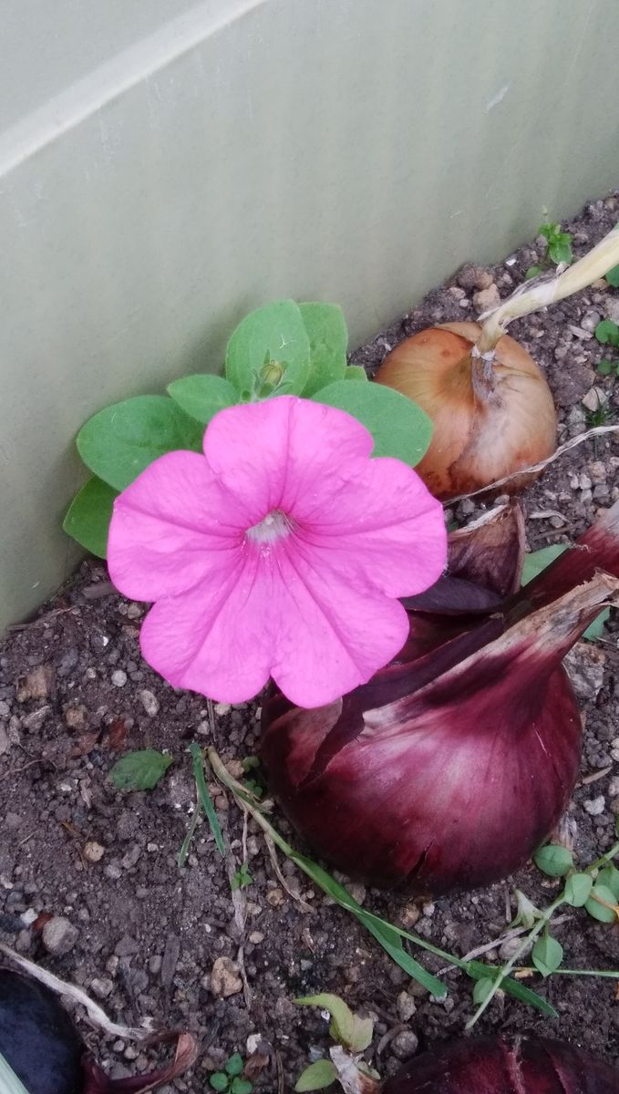 野菜プランター