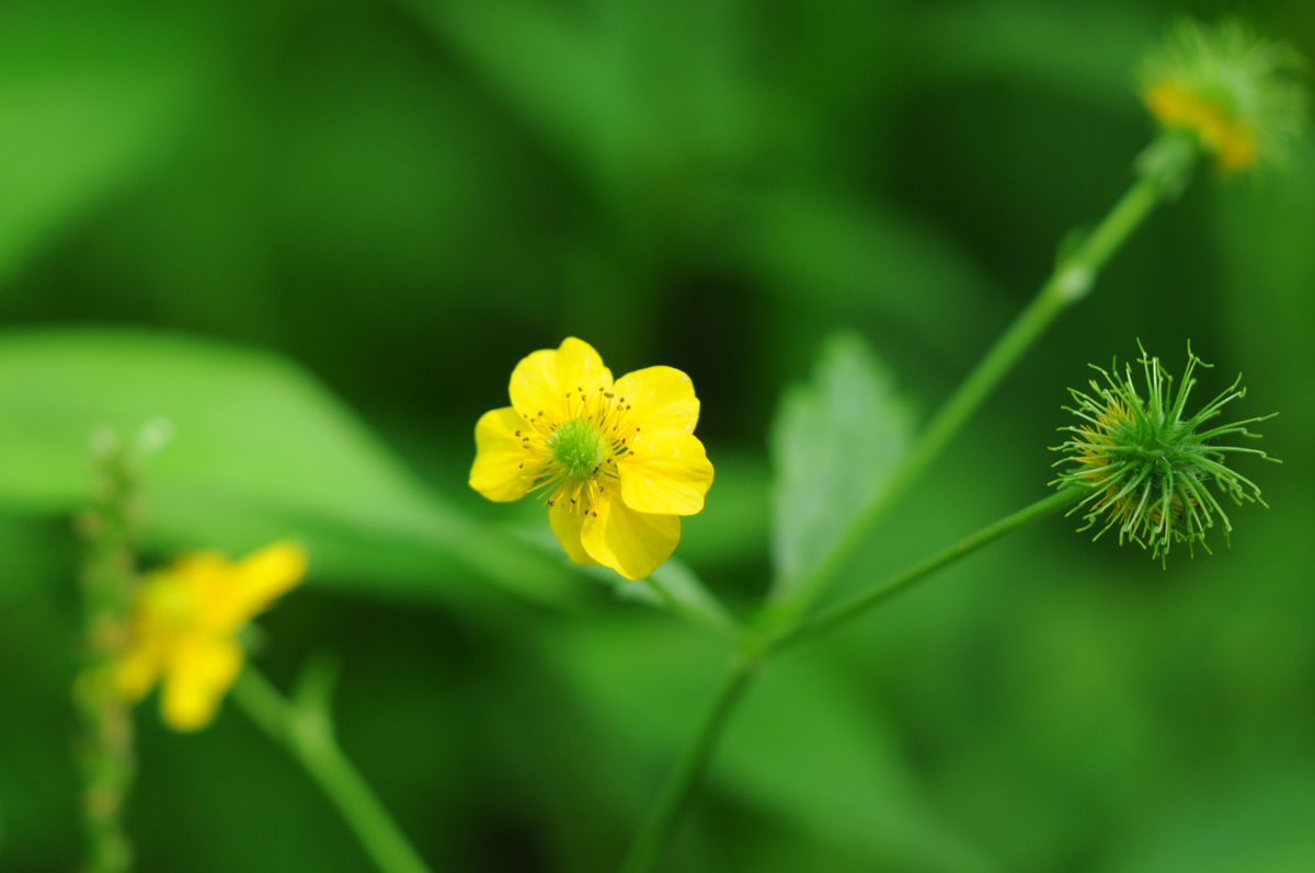 山麓の花散策-2