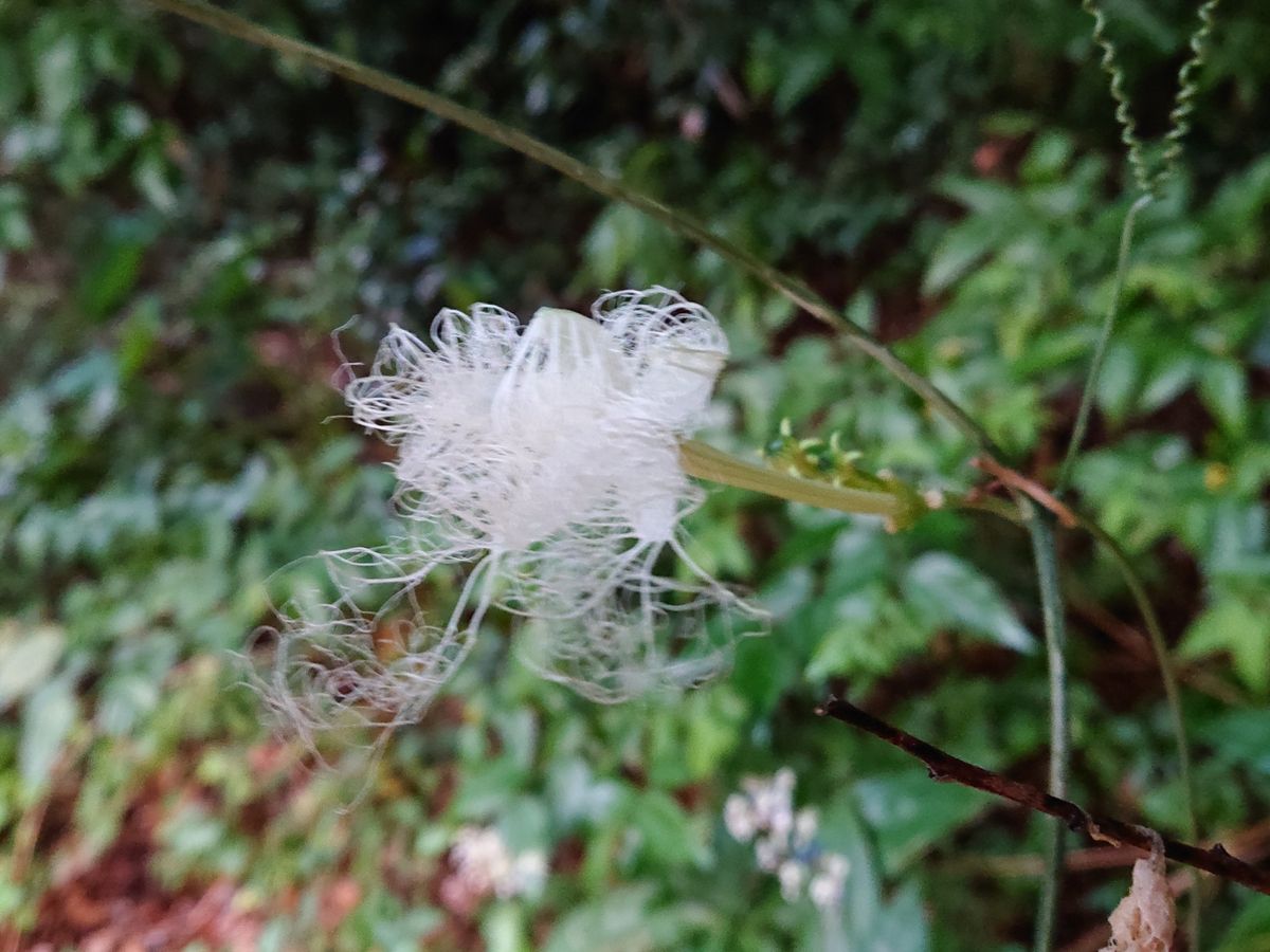 カラスウリのお花とひっくり返してびっくり仰天