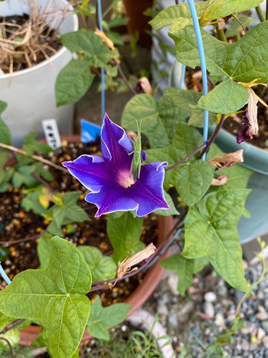 今朝と昨夜からの花