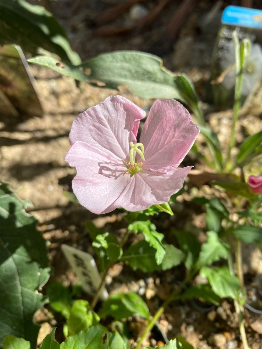 今朝と昨夜からの花