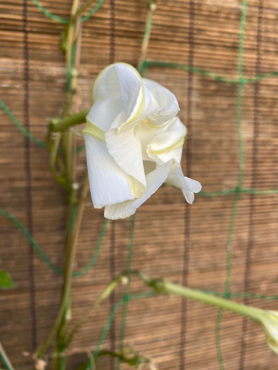 今朝と昨夜からの花