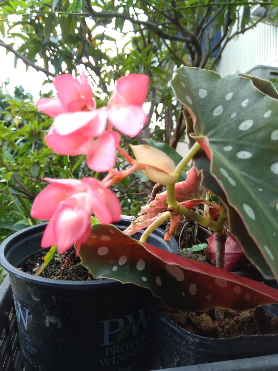 庭の花11   木立ベゴニア  流れ星