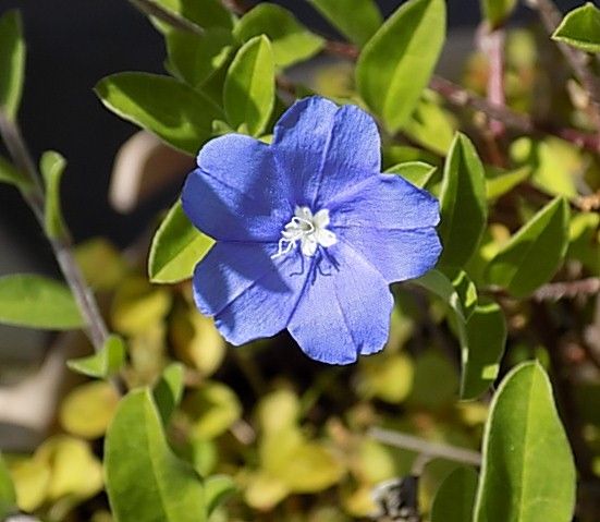 頑張っている花たち