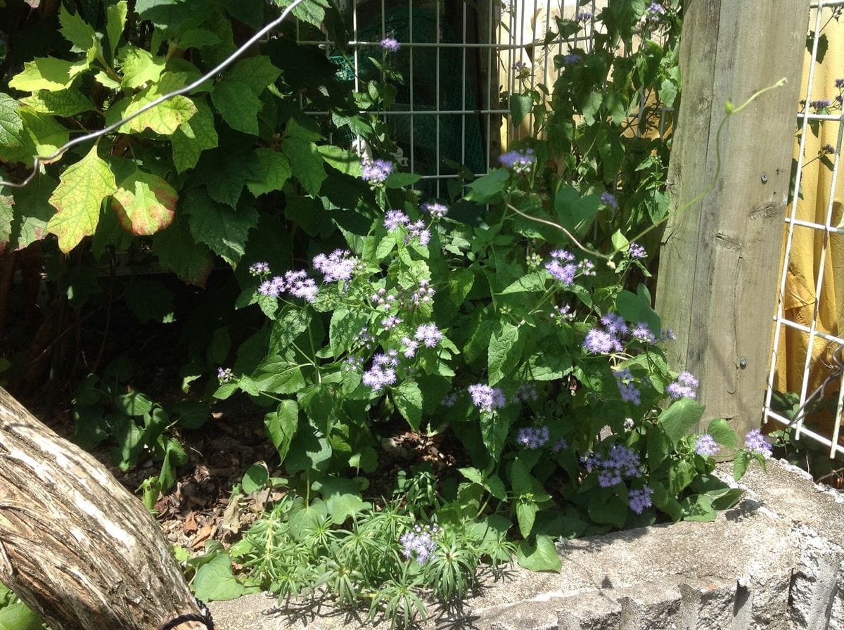 酷暑の花