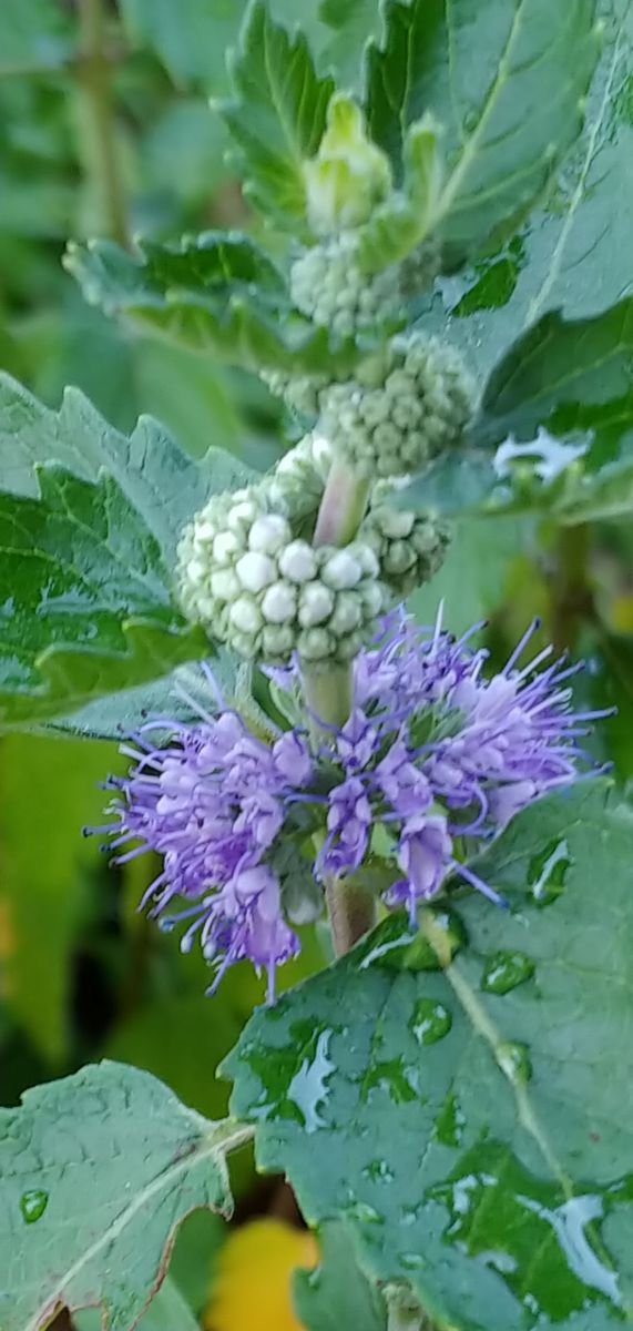 今日の花