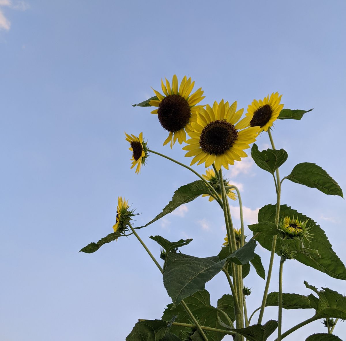 最後のひまわり🌻とひまわりにそっくりな蜘蛛!