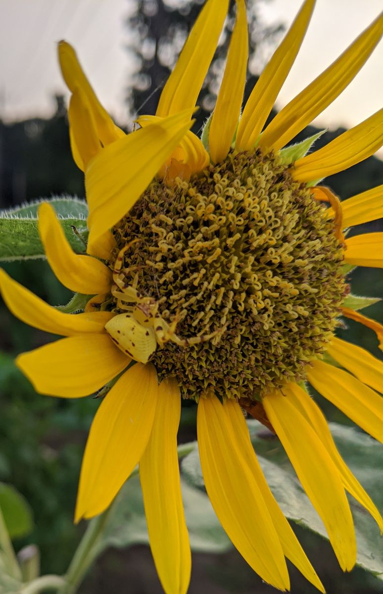 最後のひまわり🌻とひまわりにそっくりな蜘蛛!