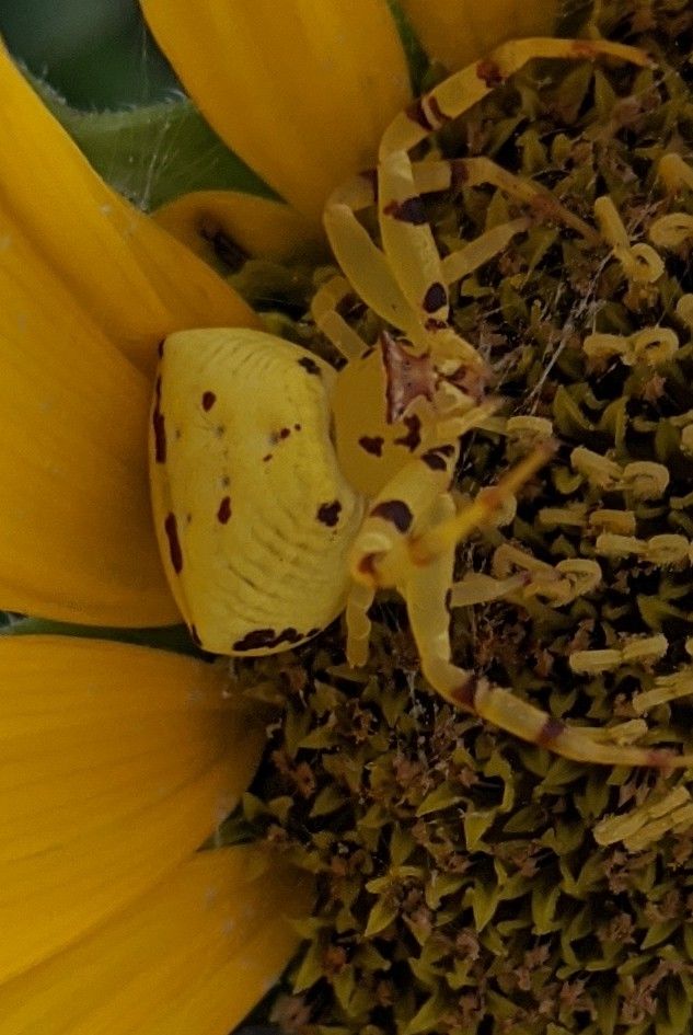 最後のひまわり🌻とひまわりにそっくりな蜘蛛!